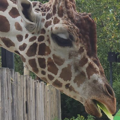 Chirp10_4's profile picture. 