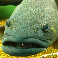๐งA/Prof Glenn Wilson (@drggwilson) 's Twitter Profile Photo ๐งA/Prof Glenn Wilson (@drggwilson) 's Twitter Profile Photo