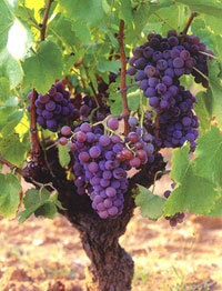 GJCheal's profile picture. Wine. Music. Food. Love. That is all.