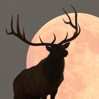 GayBetaStag (@cuckedbetawolf) 's Twitter Profile Photo GayBetaStag (@cuckedbetawolf) 's Twitter Profile Photo