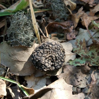 Supplier of truffles any time any quantity shipping world wide
Facebook and Instagram: Turkmen.Truffles