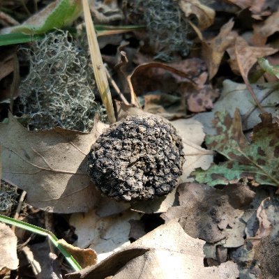 Türkmen Truffles