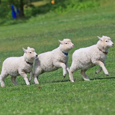 mamoutonl's profile picture. 京大農学部　B2/🐏/🍛