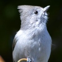 Terrible birder(@fagmyer) 's Twitter Profile Photo