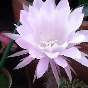 Peninsula70591B's profile picture. トランプ大統領応援

日本の伝統、文化、国益を大事にする人や団体を応援。

 参政党サポーター