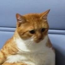 peganya's profile picture. 猫だと思ってなめたらあかん!