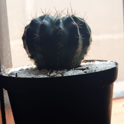 LeidyDiana67081's profile picture. 