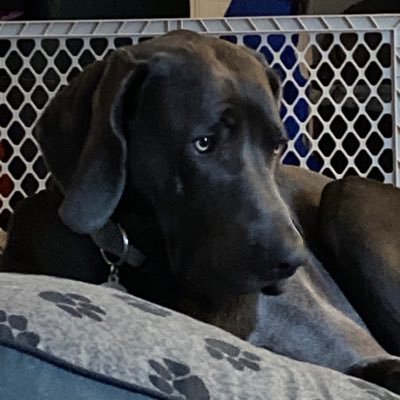 SpearsForce's profile picture. 🎶 🇺🇸 ✌🏻