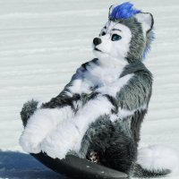 Gravity Storm 🔜 FWA (@gravitythehusky) 's Twitter Profile Photo Gravity Storm 🔜 FWA (@gravitythehusky) 's Twitter Profile Photo