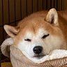 sho3_sho_sho3's profile picture. 温泉は部屋風呂🛁より大浴場好き♨️柴犬、浜田省吾、ラーメン、#いわきFC etc.ヨロシクお願いします⭐️常磐ものって本当美味いんだがんね😋昭和のオヤジより