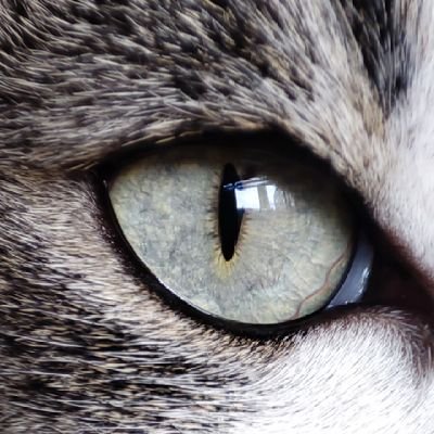 thecuresoto's profile picture. 