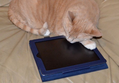 OlfaMen's profile picture. 動物好きだけど動物アレルギーという矛盾を抱えた大学生です。動物園ぐらいの距離なら大丈夫です。