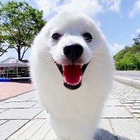 トリル |日本スピッツ 🐾ᵕ̈ (@pagtoro) 's Twitter Profile