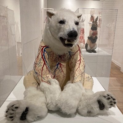 Nototheniodell's profile picture. 