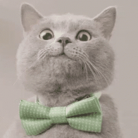 jdkyduis's profile picture. cat lovers😸/travel enthusiasts/golf beginners/I can speak Chinese, English, Japanese. My Japanese is not very standard.