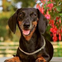 Dachshund Lovers World(@Dachshund_loves) 's Twitter Profile Photo