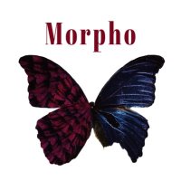 Morpho (@morpho_hh) 's Twitter Profile