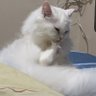 Mookko03's profile picture. 🐈ดูดวงกับนายท่านแอคเก่าผู้ติดตาม 5900+ 🐈ดูไพ่ยิปซีเชิงบวก เน้นสบายใจพูดคุยและรับฟัง ให้การปรึกษา 🐈สนใจดูดวงทักไลน์เท่านั้น 👉อ่านรีวิวได้ที่ #ดูดวงกับนายท่าน