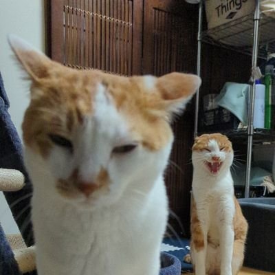 meltlikiya's profile picture. 