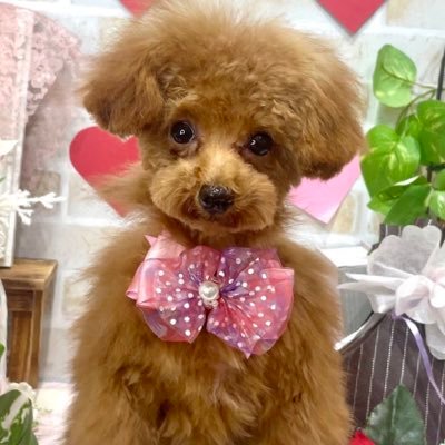 懸賞と、ディズニーと、犬が大好きです💕🐶最近懸賞応募にハマってます。無言フォローもOKです😻当選報告必ずします😊 #懸賞垢さんと繋がりたい #懸賞仲間さん募集中 #懸賞垢相互フォロー #懸賞垢フォロバ 100 #ちびの当選報告