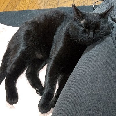 honavom's profile picture. いぬ、ねこ、大好き。
いぬの散歩してたら、ねこ拾う。
毎年ふえる。
ポイ活と株式投資用のアカウントです。