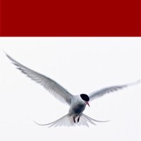 J. of Avian Biology(@AvianBiology) 's Twitter Profile Photo