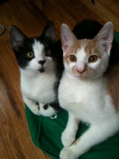 CAPSLOCKYEAH's profile picture. Everybody loves twitter reruns