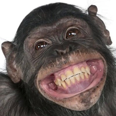 RoughBrough1's profile picture. 