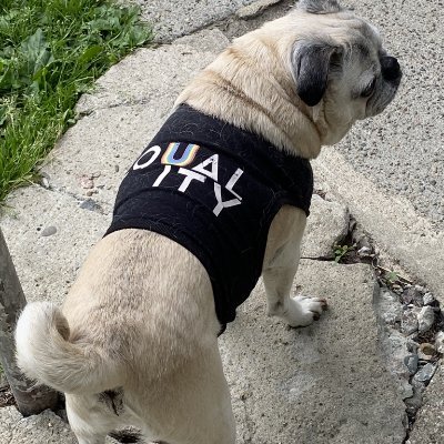 she/her #PugWrangler #cancerfighter #Jew #Liberal #Masshole ✡️🇬🇷🇺🇦