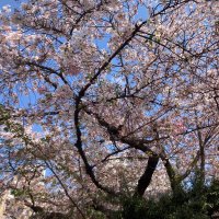 サイ (@sai_____go) 's Twitter Profile