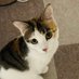 三毛猫日記🌙 (@moonrise_cats) Twitter profile photo 三毛猫日記🌙 (@moonrise_cats) Twitter profile photo
