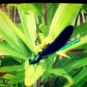 Chris Strang - @strangbuglady - Twitter