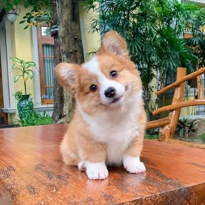 CorgiLover1689's profile picture. 