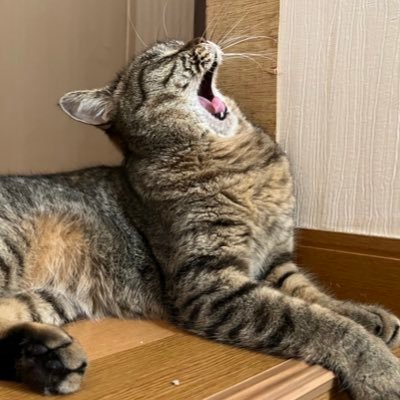 アカウント失踪し眠ってたTwitter垢 で再開❤️紫耀くん寄りの箱推し大人ティアラ❤️ 5人の活動をまだ諦めきれない❣️ SexyZoneは娘達と共に応援歴10年目📣 ふまけんLove🌹💜💙 Twitter🔰 無言フォロー失礼致します。ナースでシンママ4人子育て奮闘中💨