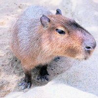 夏のカピバラ🍀ほぼお弁当垢 (@summer_kapikapi) 's Twitter Profile Photo 夏のカピバラ🍀ほぼお弁当垢 (@summer_kapikapi) 's Twitter Profile Photo