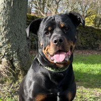 Squirrel_chaser(@mia_rotty_leeds) 's Twitter Profile Photo