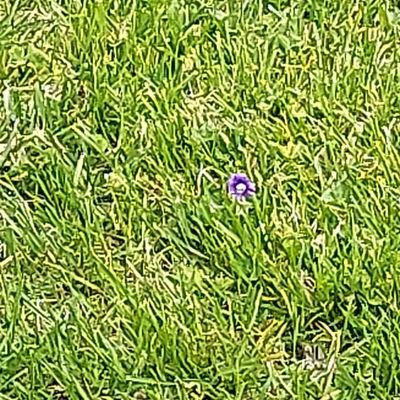 SmellyDoggg's profile picture. 