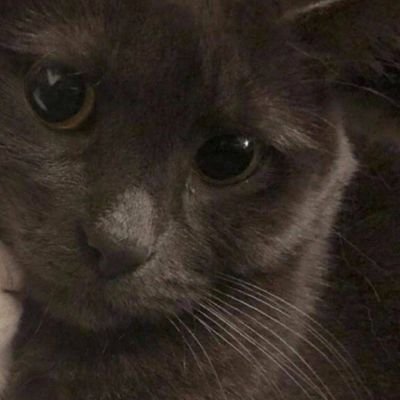 Matheusm1235's profile picture. Não era para eu estar aqui