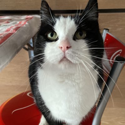 burke_misty's profile picture. NFTcreator, crypto lover. an Artist. please check out my collection, Link is down below. #NFT #NFTS #NFTCommunity