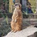 Shawn Mayes - @ShawnMayes1 - Twitter