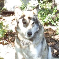 Mystic Dragon (@drenvo) 's Twitter Profile