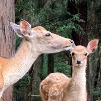 MIKOTO (@mikoto85025) 's Twitter Profile Photo