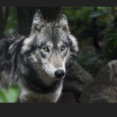 Jakewolf45 Profile Picture