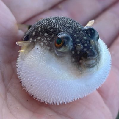 CoeFontのアリアルさんと小春六花が好きです。 たくさんRTするので、静かに過ごしたい方はRTミュート推奨です。ニコニコhttps://t.co/uZmaKCA20q 日記https://t.co/oHDU5kofaR