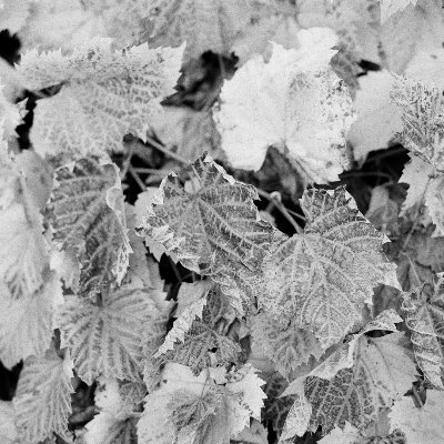 NateMosseau's profile picture. 