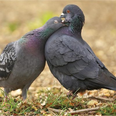 Birth control for Pigeons?! Planned Pigeonhood?! Find out how to reduce pigeons without dead or dying birds.