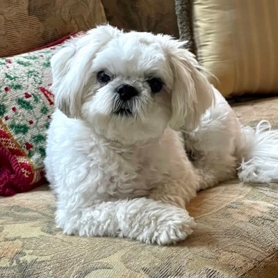 SammyAce17's profile picture. #StandWithBiden #StandTogether #BoycottFoxNews, #JusticeMatters             Chiefs 🏈Cardinals ⚾️       No DMs 💙