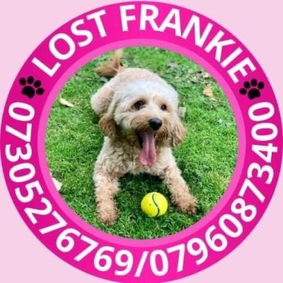 Frankie is a 3 year old female cavapoo who has been missing from Hyde, Greater Manchester, SK14 since 23/10/22 after being spooked by a firework.