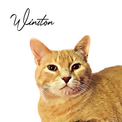 WinstonTabby Profile Picture