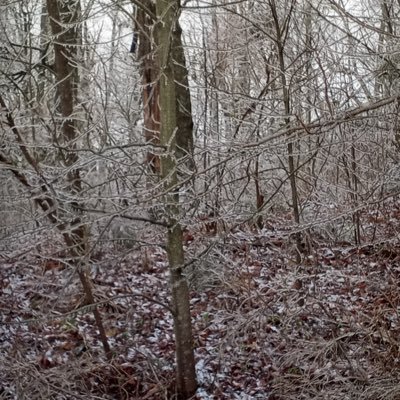 RingoLollygager's profile picture. Prayer for Justice!🕊️peace always ❤️🇺🇸 these are the days when great discernment is needed.